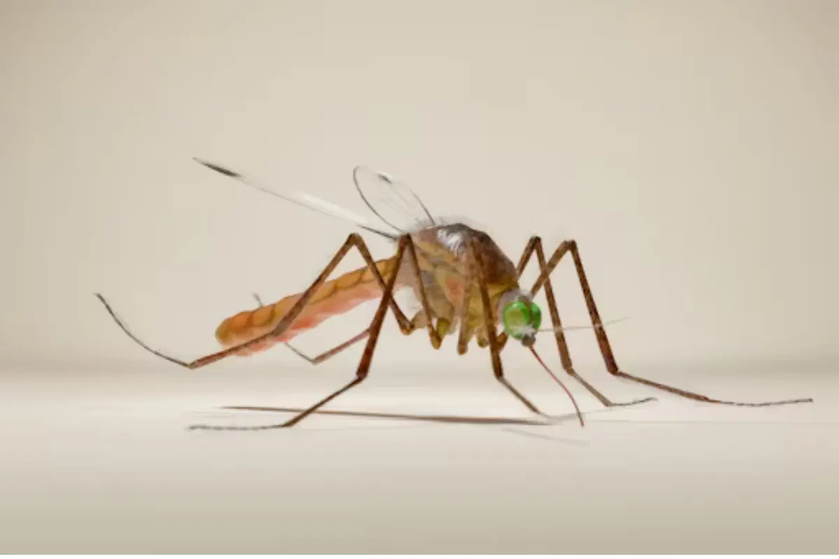 Descubre la situación actual de los casos de dengue en Tampico y Ciudad Madero. Medidas de prevención y síntomas en Tamaulipas.