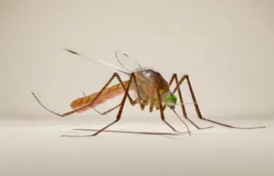 Sur de Tamaulipas en alerta por casos de dengue