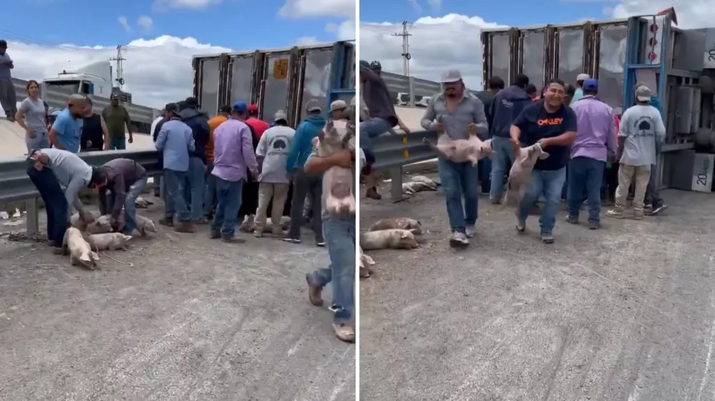 Tráiler con cerdos vuelca en San Luis Potosí y desata rapiña