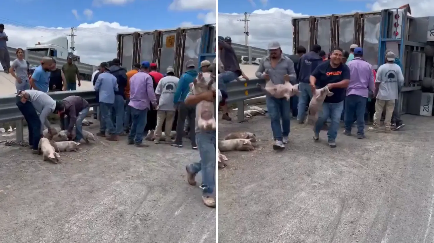 Tráiler con cerdos vuelca en San Luis Potosí y desata rapiña. Foto: X (@LuisCardenasMx)