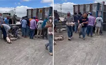 Tráiler con cerdos vuelca en San Luis Potosí y desata rapiña