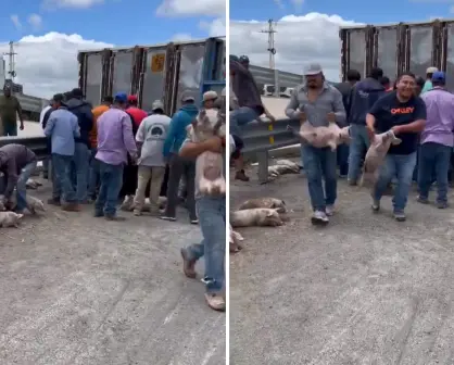 Tráiler con cerdos vuelca en San Luis Potosí y desata rapiña