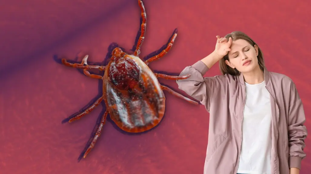 Garrapatas y rickettsiosis: conoce los síntomas y detecta a tiempo la enfermedad