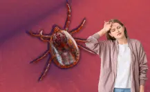 Garrapatas y rickettsiosis: conoce los síntomas y detecta a tiempo la enfermedad