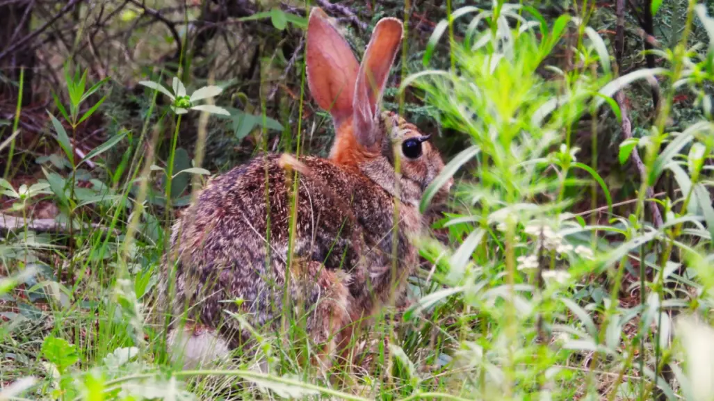 ¿Qué es el virus de papiloma de Shope detectado en un conejo silvestre en la Sierra de Arteaga?