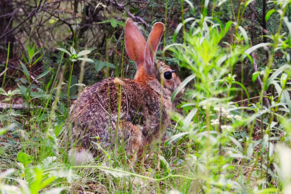 El biólogo explicó que el virus no representa riesgo para los humanos ni para otras especies, y que los conejos silvestres generalmente no sufren consecuencias graves, ya que las verrugas pueden desprenderse solas./Foto: Cortesía Pedro Dávila
