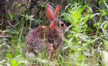 ¿Qué es el virus de papiloma de Shope detectado en un conejo silvestre en la Sierra de Arteaga?