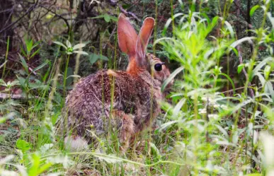 ¿Qué es el virus de papiloma de Shope detectado en un conejo silvestre en la Sierra de Arteaga?