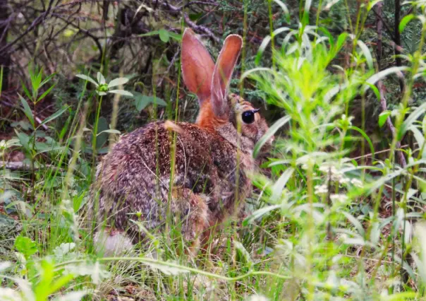 ¿Qué es el virus de papiloma de Shope detectado en un conejo silvestre en la Sierra de Arteaga?