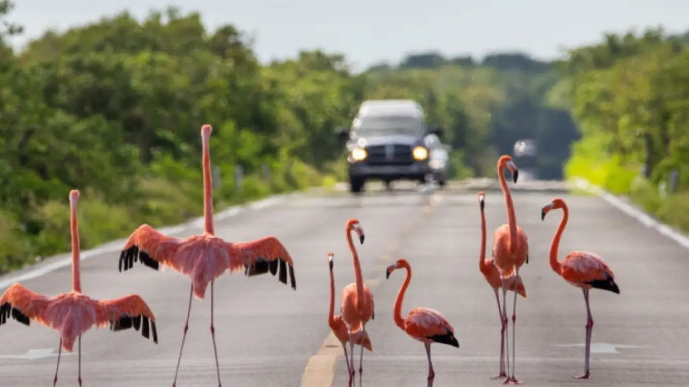 ¿Cuáles son las principales causas de decesos de flamencos en Yucatán?. Foto:  Canva / Haz Ruido