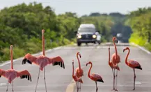 Perros salvajes y cables eléctricos, principales causas de muerte de flamencos Perros salvajes y cables eléctricos, principales causas de muerte de flamencos