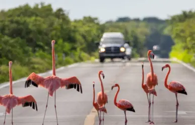 Perros salvajes y cables eléctricos, principales causas de muerte de flamencos