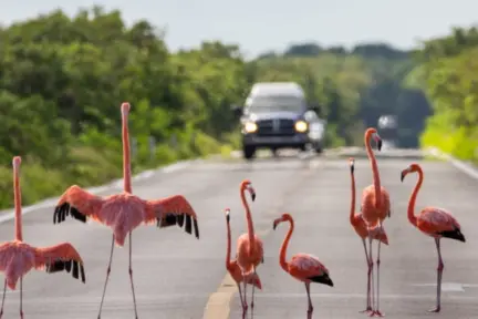 Perros salvajes y cables eléctricos, principales causas de muerte de flamencos