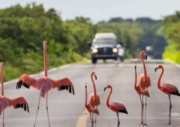 Perros salvajes y cables eléctricos, principales causas de muerte de flamencos