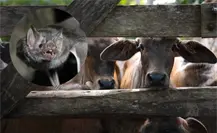 Seder impulsa estrategias para proteger el ganado y la biodiversidad en Yucatán
