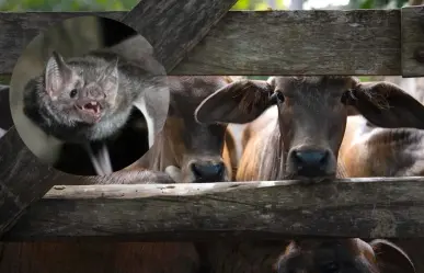 Seder impulsa estrategias para proteger el ganado y la biodiversidad en Yucatán
