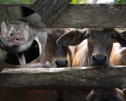Seder impulsa estrategias para proteger el ganado y la biodiversidad en Yucatán