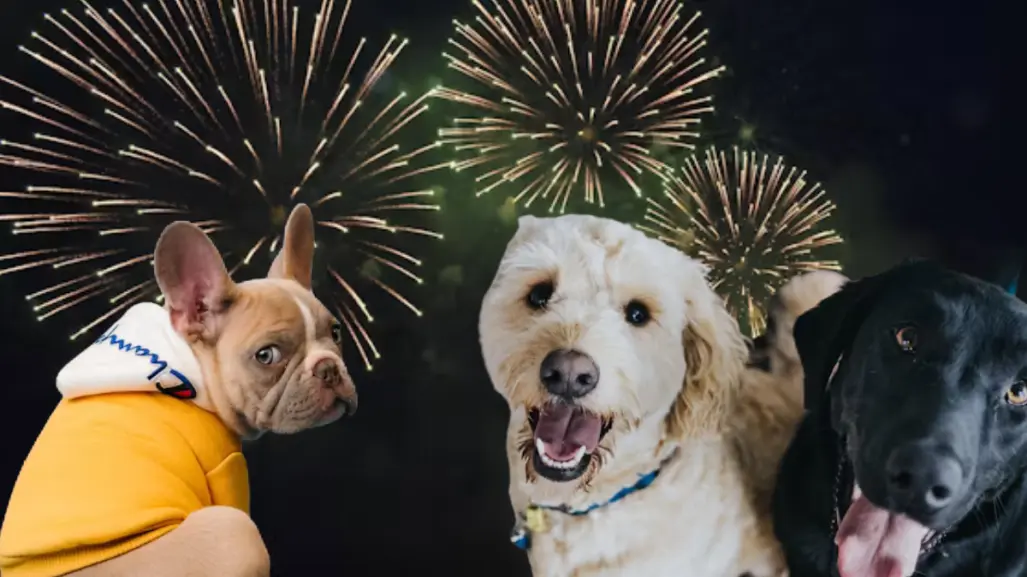 Noche mexicana en Tamaulipas: Así puedes proteger a tus mascotas de la pirotecnia