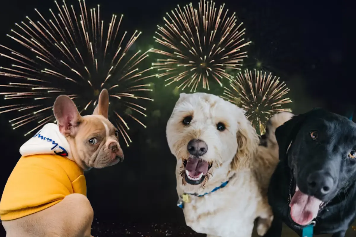 Descubre cómo proteger a tus mascotas de la pirotecnia durante las fiestas patrias en Tamaulipas. Consejos útiles para garantizar su bienestar.