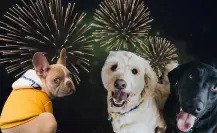 Noche mexicana en Tamaulipas: Así puedes proteger a tus mascotas de la pirotecnia