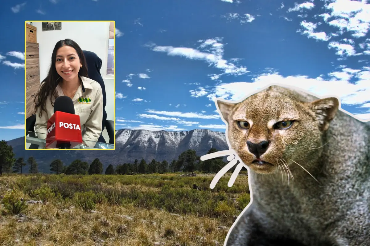 Actualmente, la asociación cuenta con cuatro cámaras de videovigilancia camufladas, colocadas en puntos estratégicos por donde la fauna silvestre transita habitualmente./Foto: Cortesía Amigos de la Sierra AC