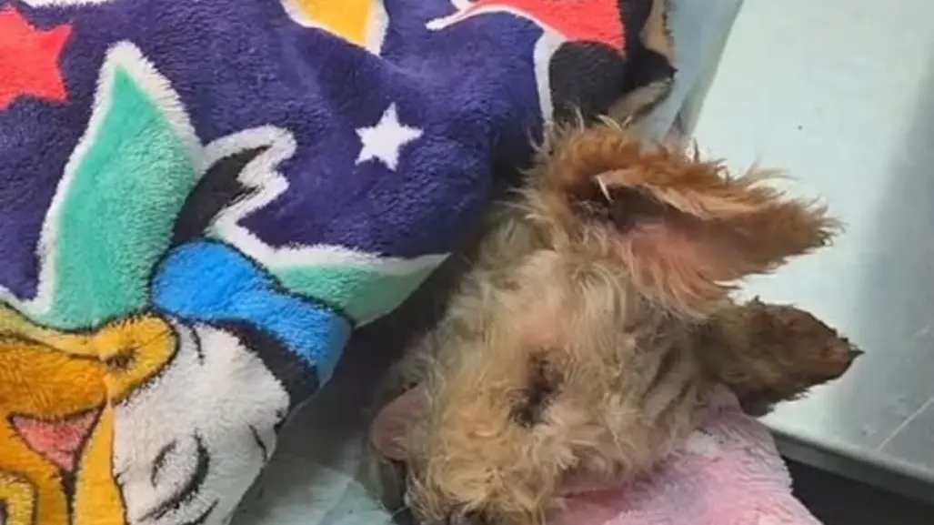 Estado de salud de Cerecita, la perrita quemada que fue madre tras la explosión en Iztapalapa