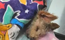 Estado de salud de Cerecita, la perrita quemada que fue madre tras la explosión en Iztapalapa