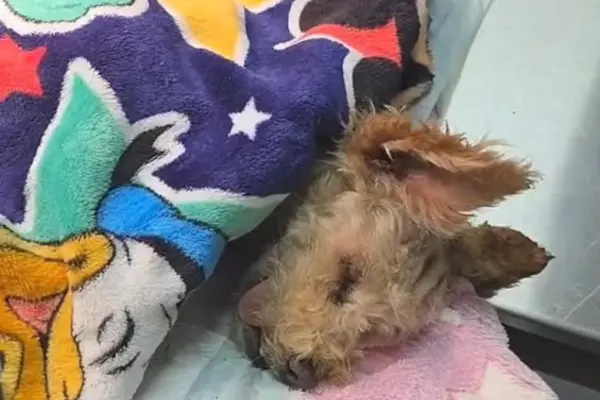 Estado de salud de Cerecita, la perrita quemada que fue madre tras la explosión en Iztapalapa