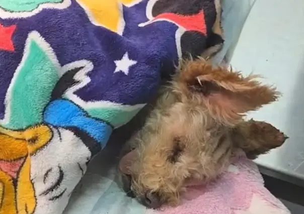 Estado de salud de Cerecita, la perrita quemada que fue madre tras la explosión en Iztapalapa