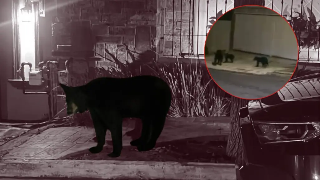 Vecinos reportan avistamiento de oso y tres crías en un árbol de San Pedro