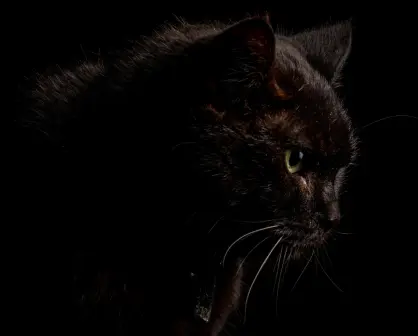Esta es la antigua superstición relacionada a un tierno animalito que sigue vigente en Tamaulipas