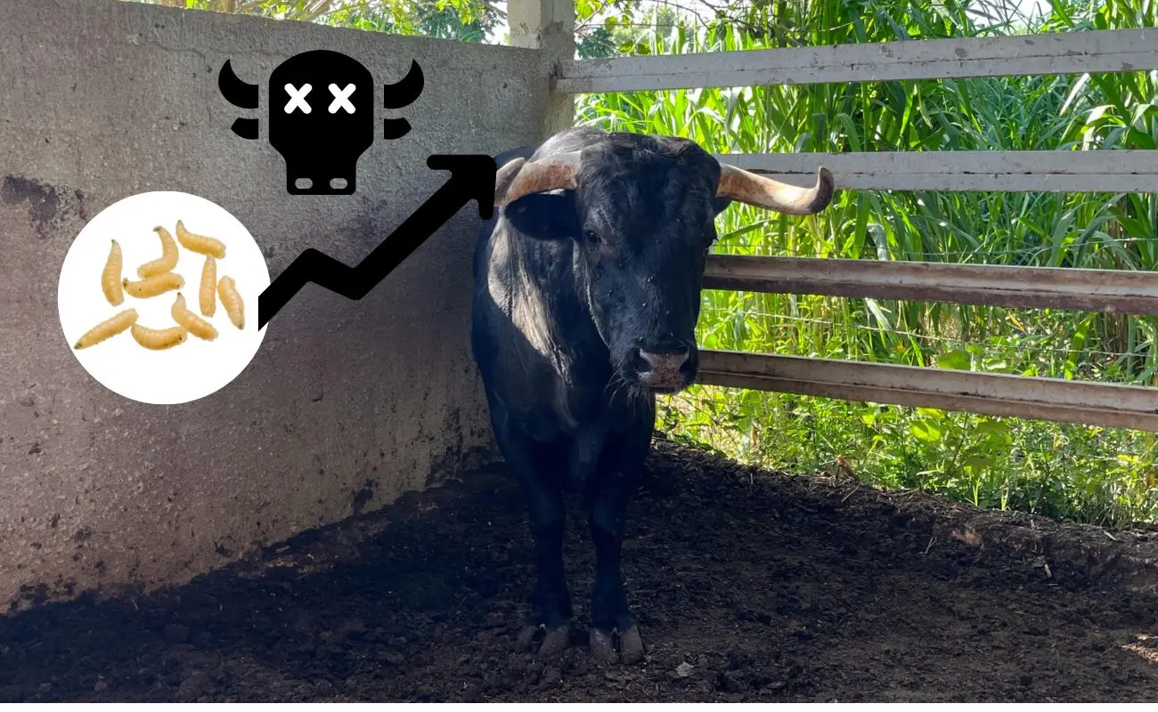 Detectan 50 nuevos casos de gusano barrenador en Yucatán: suman 481 en 69 municipios Foto: Canva | Cortesía