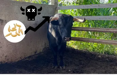 Mantienen alerta sanitaria por gusano barrenador: Detectan 50 nuevos casos