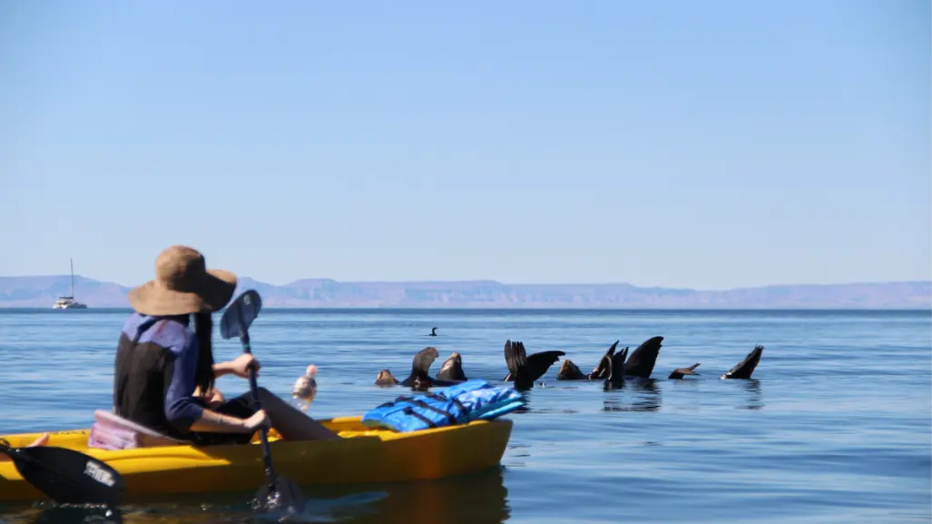 San Rafelito, el islote en la bahía de La Paz ideal para una aventura con lobos marinos