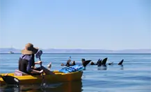 San Rafelito, el islote en la bahía de La Paz ideal para una aventura con lobos marinos