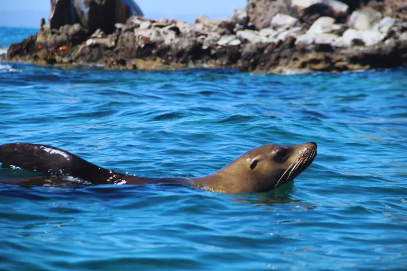 Foto: BAJA SUP Paddle Board La Paz  / Facebook