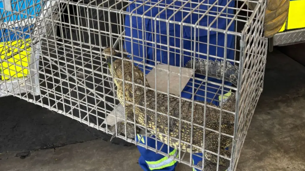 Reportan avistamiento de lagarto en San Nicolás; será entregado a Parques y Vida Silvestre