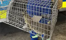 Reportan avistamiento de lagarto en San Nicolás; será entregado a Parques y Vida Silvestre