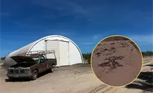 Profepa clausura construcción ilegal en La Paz: denuncian daño a cardones del desierto