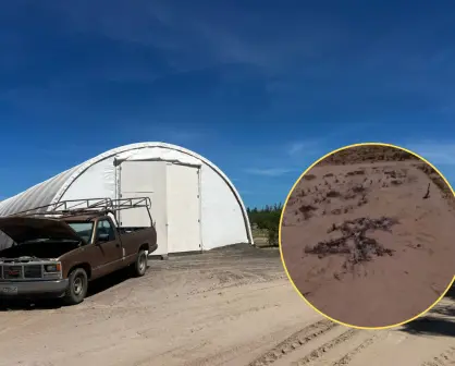 Profepa clausura construcción ilegal en La Paz: denuncian daño a cardones del desierto