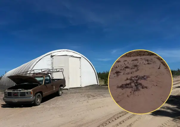 Profepa clausura construcción ilegal en La Paz: denuncian daño a cardones del desierto