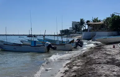 Marea roja en Sisal fue un hecho inédito: estas son las causas