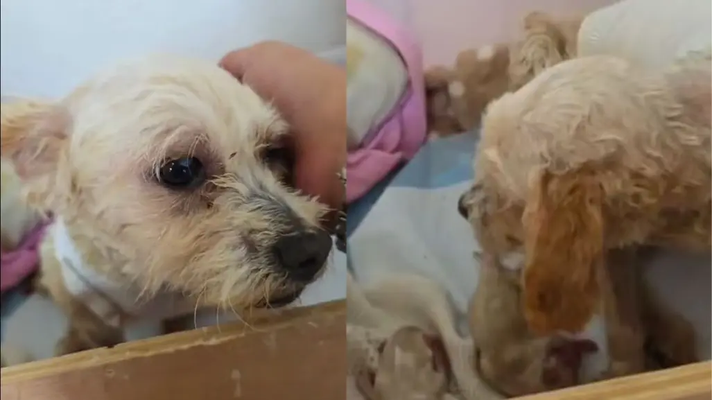 Mueren 3 cachorros de Cereza, perrita rescatada en la explosión del Puente de la Concordia