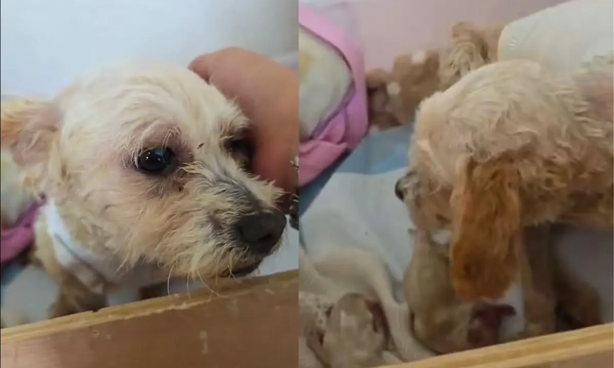 Perrita Cereza rescatada en la explosión del Puente de la Concordia Foto: captura Facebook (Huellitas, amor sin fronteras Ana Silvia Diaz F.) | Canva