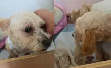 Mueren 3 cachorros de Cereza, perrita rescatada en la explosión del Puente de la Concordia
