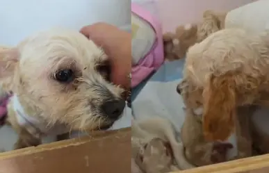 Mueren 3 cachorros de Cereza, perrita rescatada en la explosión del Puente de la Concordia