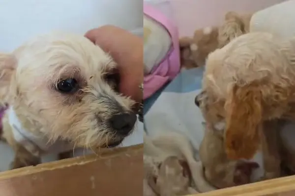 Mueren 3 cachorros de Cereza, perrita rescatada en la explosión del Puente de la Concordia Mueren 3 cachorros de Cereza, perrita rescatada en la explosión del Puente de la Concordia