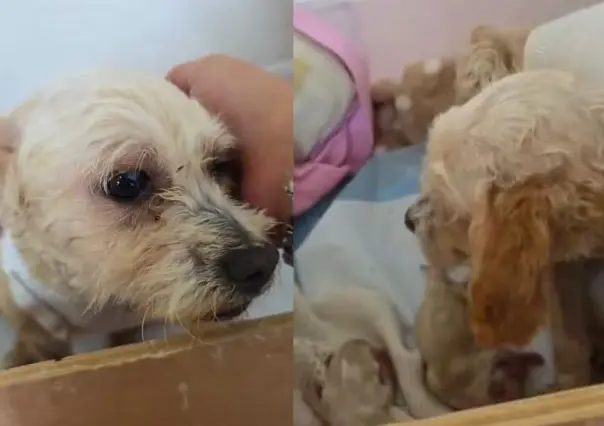 Mueren 3 cachorros de Cereza, perrita rescatada en la explosión del Puente de la Concordia