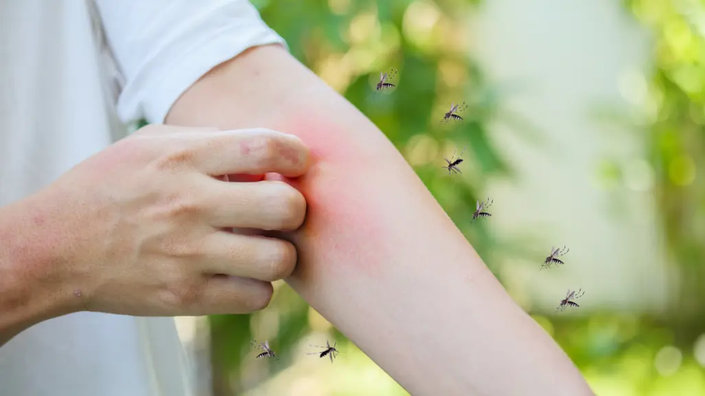 ¿Cuántos casos de dengue hay en BCS? Esto dice la SSA