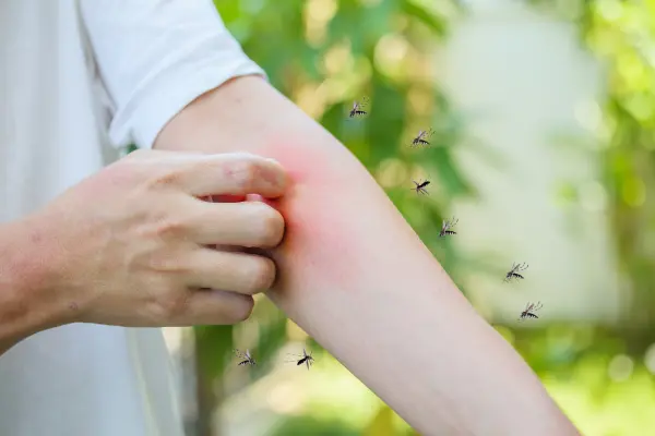 ¿Cuántos casos de dengue hay en BCS? Esto dice la SSA